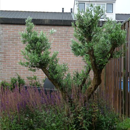Hovenier, Tuinstylist, Tuinontwerp, Tuinaanleg