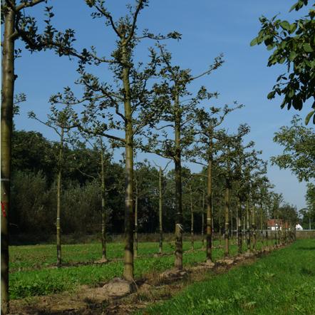 Hovenier, Tuinstylist, Tuinontwerp, Tuinaanleg